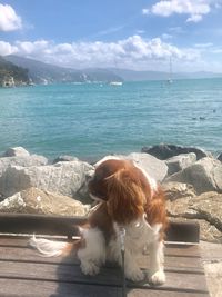 Dog on beach against sky
