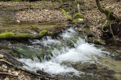 Scenic view of waterfall in forest