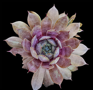 Close-up of wilted flower against black background