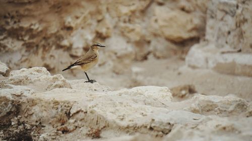 Close-up of bird perching on rock