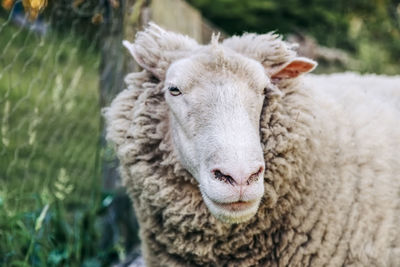 Close-up portrait of a sheep on field