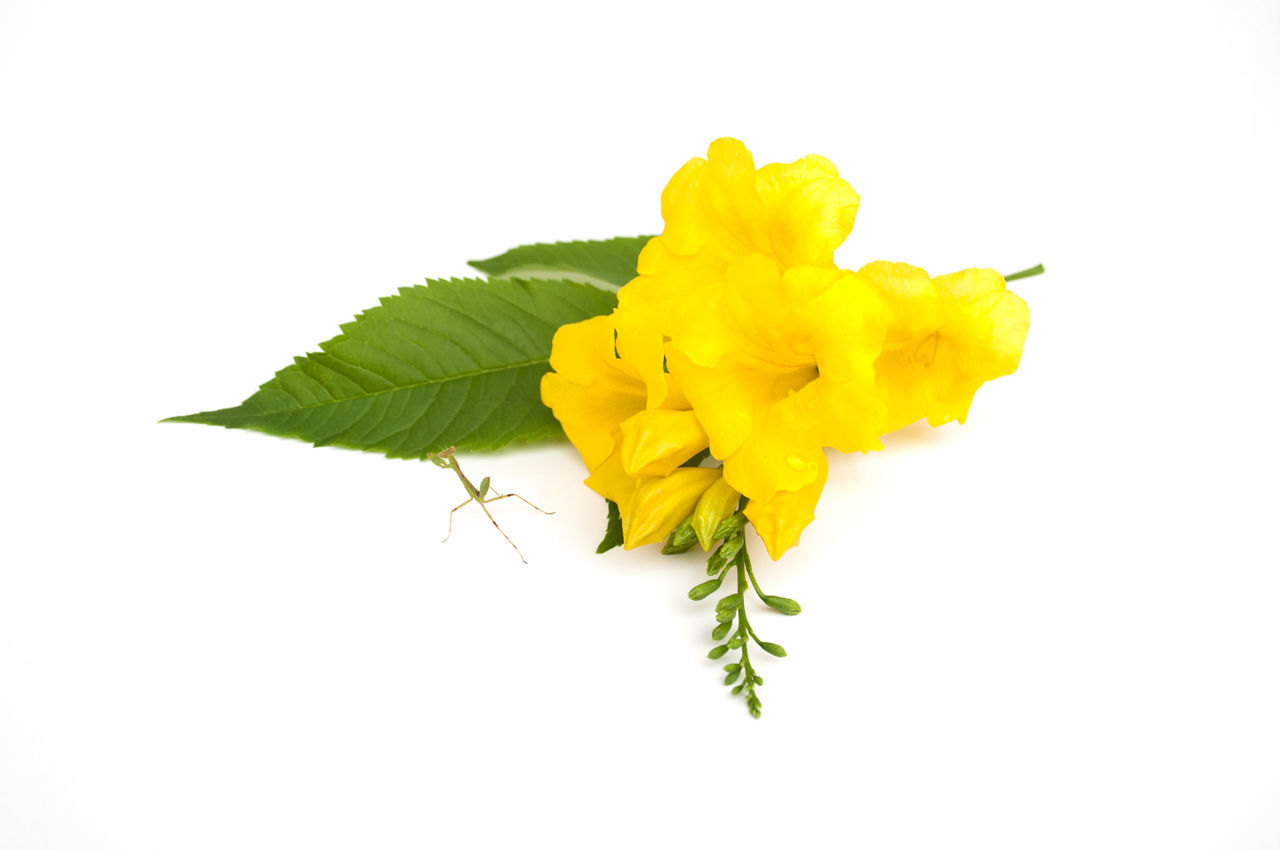 CLOSE-UP OF YELLOW ROSE AGAINST WHITE BACKGROUND