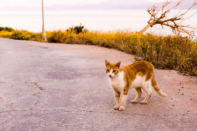 Portrait of a cat sitting on road