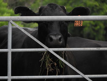 Close-up of black horse