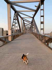 View of a dog on bridge