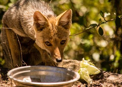 Close-up portrait of fox