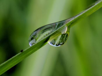 Close-up of raindrops on leaf