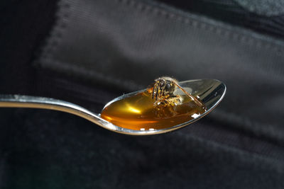 Close-up of bee on honey