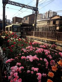 Flowers growing in front of building