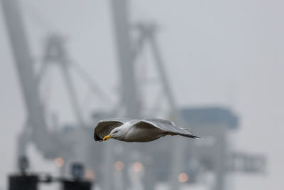 Close-up of seagull flying in mid-air