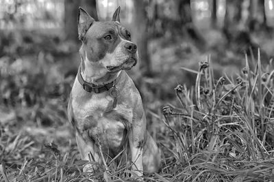 Dog looking away on field