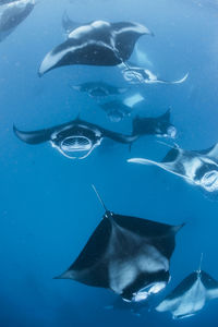 Fish swimming in sea