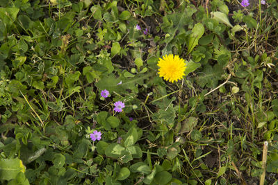 Close-up of yellow flowers