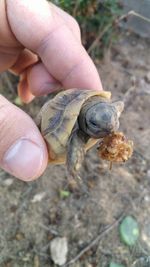 Close-up of hand holding small shell