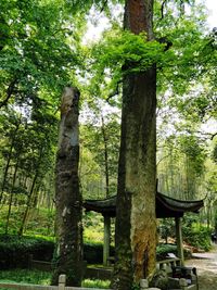 View of trees in forest