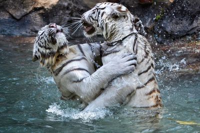 White tigers duel in the water