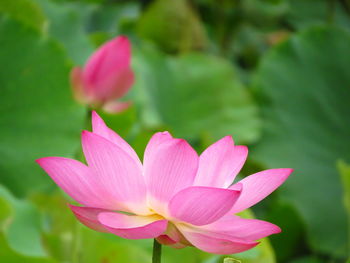 Close-up of pink water lily