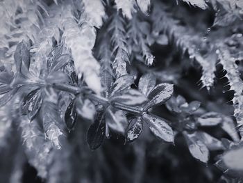 Close-up of leaves