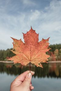 Cropped hand of person holding maple leaf against sky