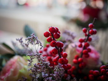 Close-up of red berries growing on plant