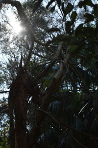 Low angle view of trees