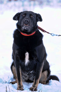 Black dog sitting in snow