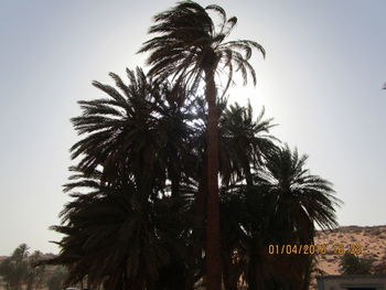 Low angle view of palm trees against sky