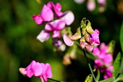 Close-up of pink flowers