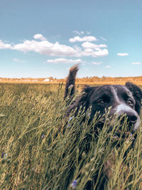 View of dog on field against sky