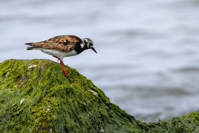 Bird perching on rock in sea