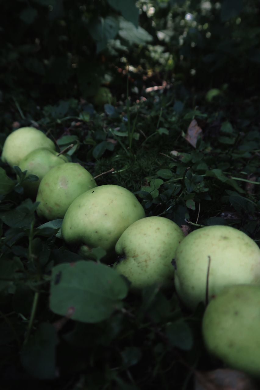 CLOSE-UP OF APPLES IN FIELD