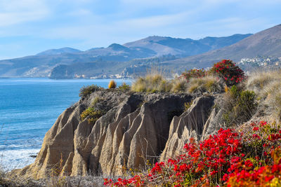 Beautiful ocean coastline dotted with flowers on  seaside steep cliffs