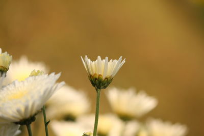 Close-up of flowers against blurred background