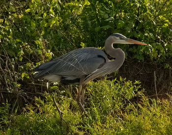 High angle view of gray heron on land