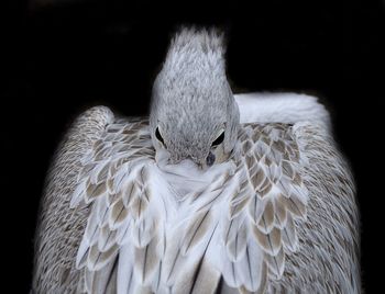 Close-up portrait of bird against black background