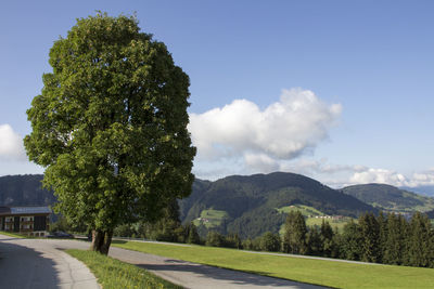 Road by trees on field against sky