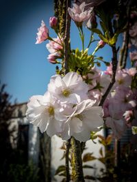 Close-up of white cherry blossoms in spring