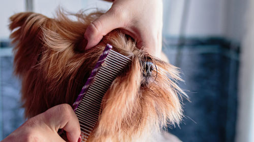 Dog grooming and getting professional service at pet salon by groomer