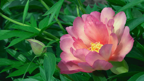 Close-up of pink flowering plant