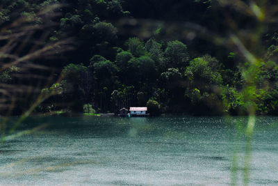 Trees by plants during rainy season