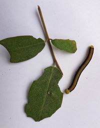 High angle view of green leaves on white background