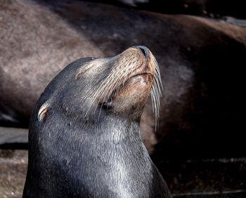 Close-up of animal in water