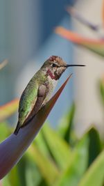 Close-up of a bird