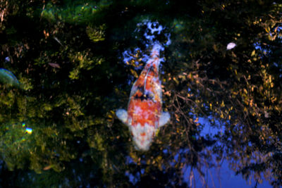 Close-up of fish swimming in aquarium