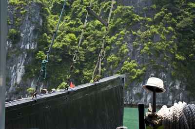 Reflection of trees in water