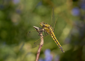 Close-up of dragonfly on plant