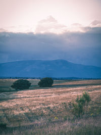 Scenic view of field against sky