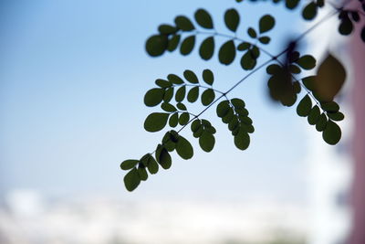 Close-up of berries growing on plant against sky