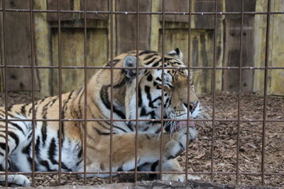 Close-up of tiger in cage at zoo