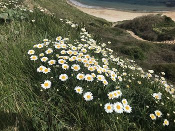 High angle view of daisies on field